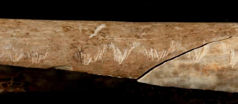 El hueso del antebrazo parece haber sido desarticulado, cortado, masticado y luego grabado con un diseño en zigzag antes de ser roto para extraer la médula.