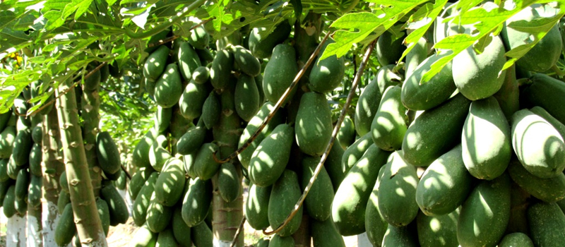 No hay peligro de que Estados Unidos de Norteamérica cierre sus puertas a la papaya, aseguró el presidente de la Asociación Nacional de Exportadores, Nazario Rodríguez Guerra.